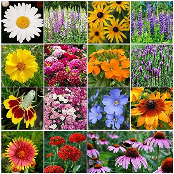 All Perennial Wildflower Seed Mix - 1/4 Pound, Mixed