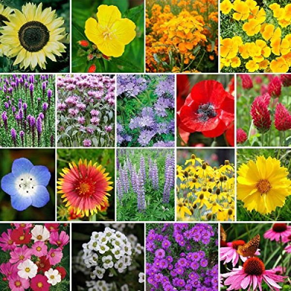 The Bees Knees - Pollinator Wildflower Seed Mix - 1 Pound, Mixed
