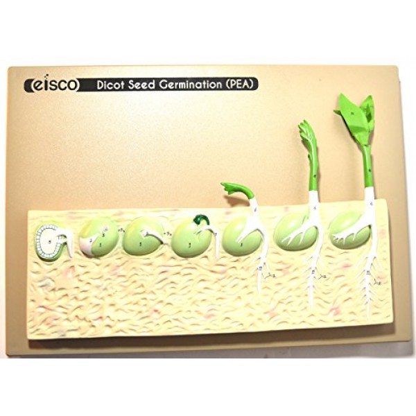 Eisco Labs Seed Germination Model Pea on base; 14 inches