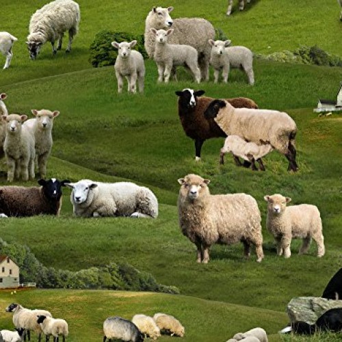 Sheep in The Meadow with Sheep Dogs Cotton Fabric