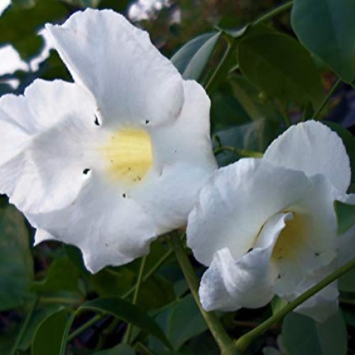 White Pandora Vine Live Plant Pandorea jasminoides Romantic, Fragr...