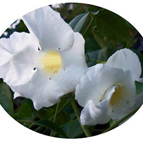 White Pandora Vine Live Plant Pandorea jasminoides Romantic, Fragr...