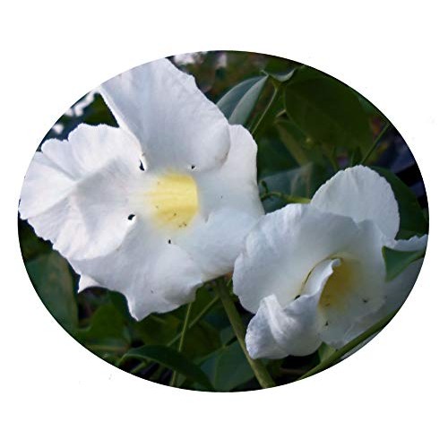 White Pandora Vine Live Plant Pandorea jasminoides Romantic, Fragr...