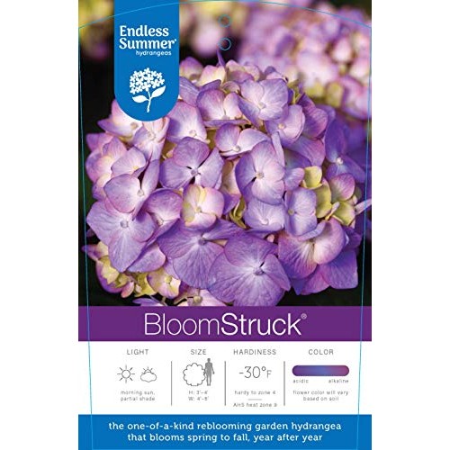 Endless Summer Bloomstruck Hydrangea Shrub 1 Gal. Bloomstruck Hydr...