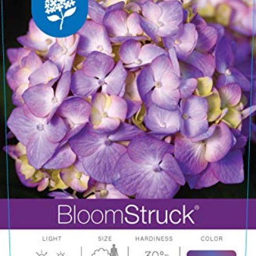 Endless Summer Bloomstruck Hydrangea Shrub 1 Gal. Bloomstruck Hydr...