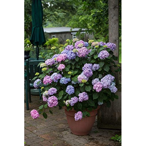 Endless Summer Bloomstruck Hydrangea Shrub 1 Gal. Bloomstruck Hydr...