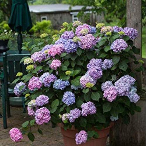 Endless Summer Bloomstruck Hydrangea Shrub 1 Gal. Bloomstruck Hydr...