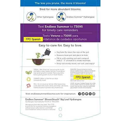 Endless Summer Bloomstruck Hydrangea Shrub 1 Gal. Bloomstruck Hydr...