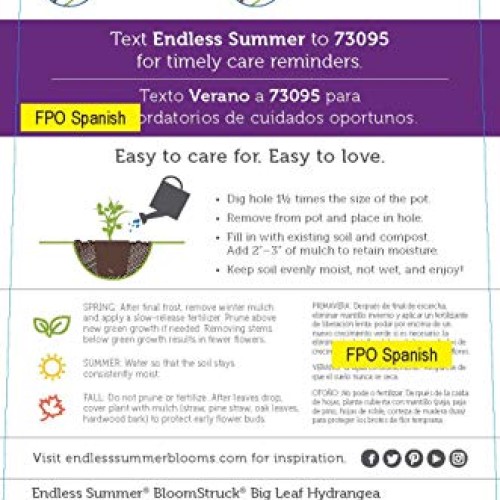 Endless Summer Bloomstruck Hydrangea Shrub 1 Gal. Bloomstruck Hydr...