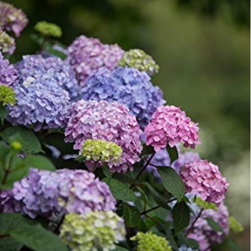 Endless Summer Bloomstruck Hydrangea Shrub 1 Gal. Bloomstruck Hydr...