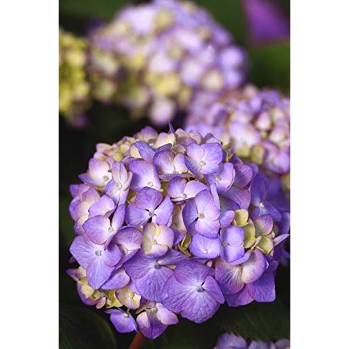 Endless Summer Bloomstruck Hydrangea Shrub 1 Gal. Bloomstruck Hydr...