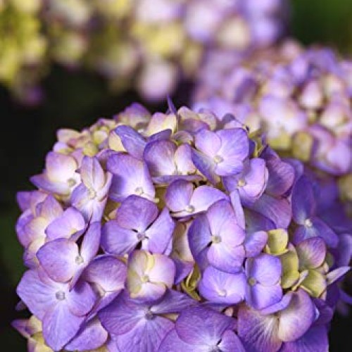 Endless Summer Bloomstruck Hydrangea Shrub 1 Gal. Bloomstruck Hydr...