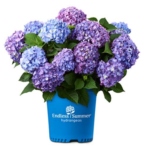 Endless Summer Bloomstruck Hydrangea Shrub 1 Gal. Bloomstruck Hydr...