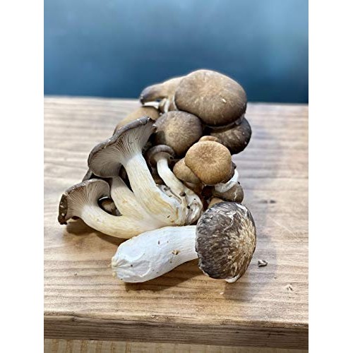 Epic Mushrooms: Lab-Grade Liquid Culture Syringe Shiitake / Lenti...