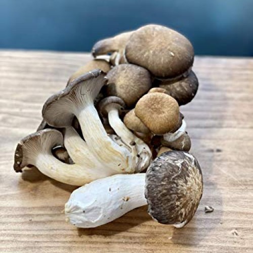 Epic Mushrooms: Lab-Grade Liquid Culture Syringe Shiitake / Lenti...