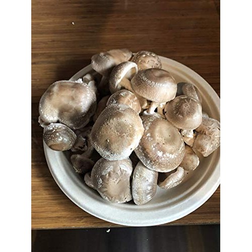 Epic Mushrooms: Lab-Grade Liquid Culture Syringe Shiitake / Lenti...