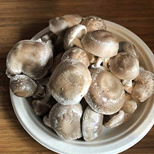 Epic Mushrooms: Lab-Grade Liquid Culture Syringe Shiitake / Lenti...