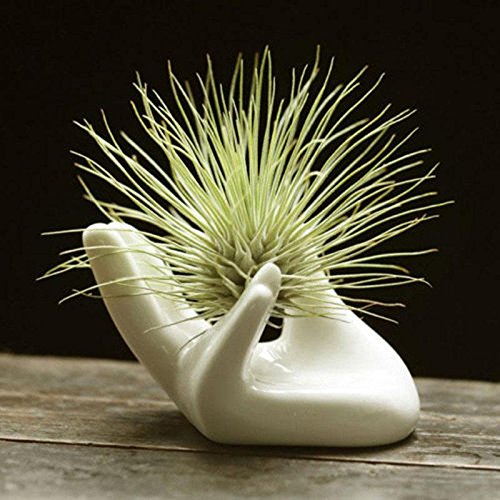 Eshylala 5 Pack Ceramic Air Plant Tillandsia Holder, Hand Shape Of...