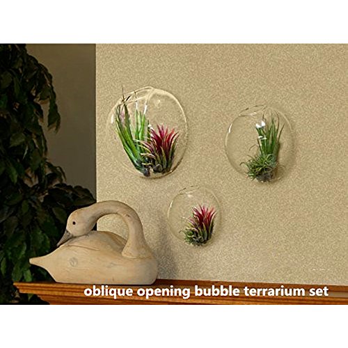 Set of 3 Wall Bubble Terrariums Indoor Plants Holders Wall Glass V...