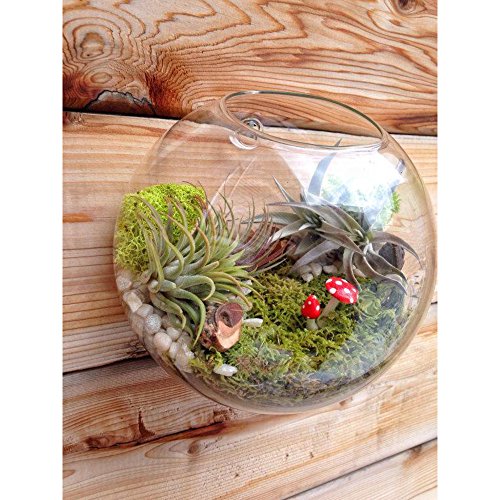 Set of 3 Wall Bubble Terrariums Indoor Plants Holders Wall Glass V...