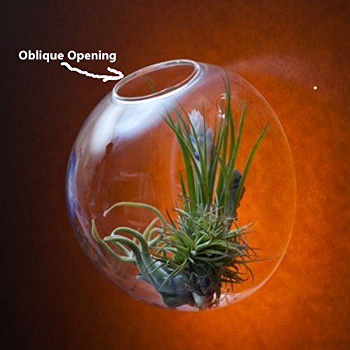 Set of 3 Wall Bubble Terrariums Indoor Plants Holders Wall Glass V...