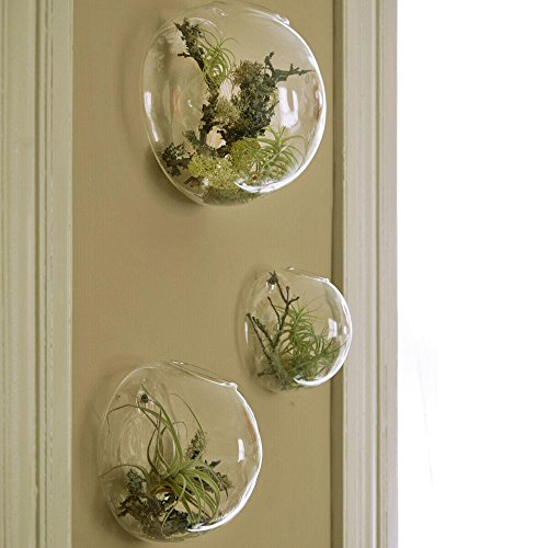 Set of 3 Wall Bubble Terrariums Indoor Plants Holders Wall Glass V...