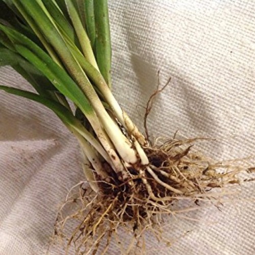 Tuberose Double Pearl 2 Bare Roots Clumps - FRAGRANT - Polianthus