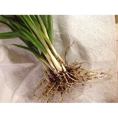 Tuberose Double Pearl 2 Bare Roots Clumps - FRAGRANT - Polianthus