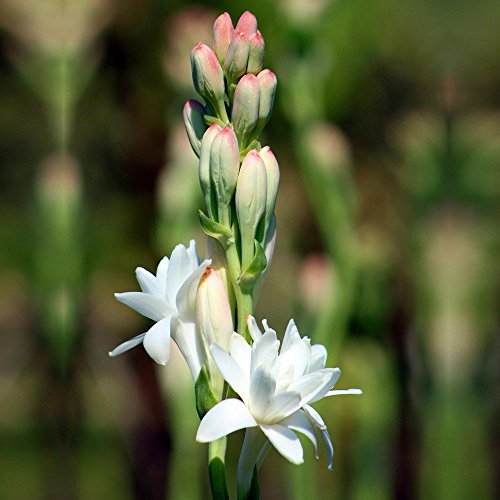 Tuberose Double Pearl 2 Bare Roots Clumps - FRAGRANT - Polianthus