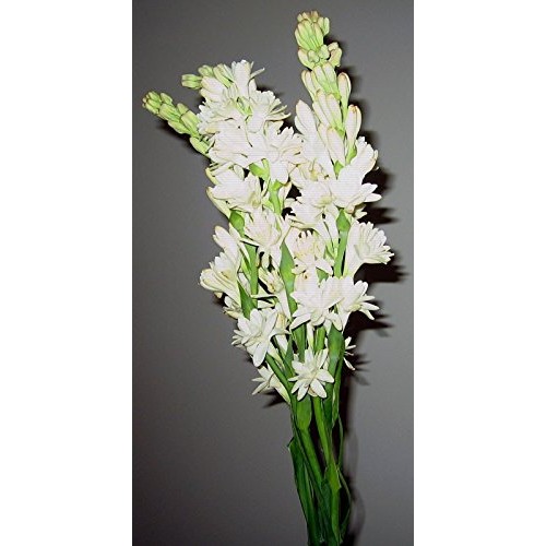 Tuberose Double Pearl 2 Bare Roots Clumps - FRAGRANT - Polianthus
