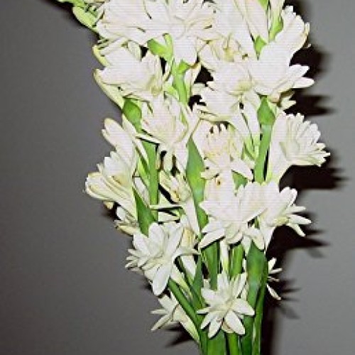 Tuberose Double Pearl 2 Bare Roots Clumps - FRAGRANT - Polianthus