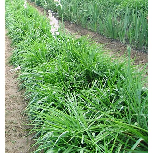 Tuberose Double Pearl 2 Bare Roots Clumps - FRAGRANT - Polianthus