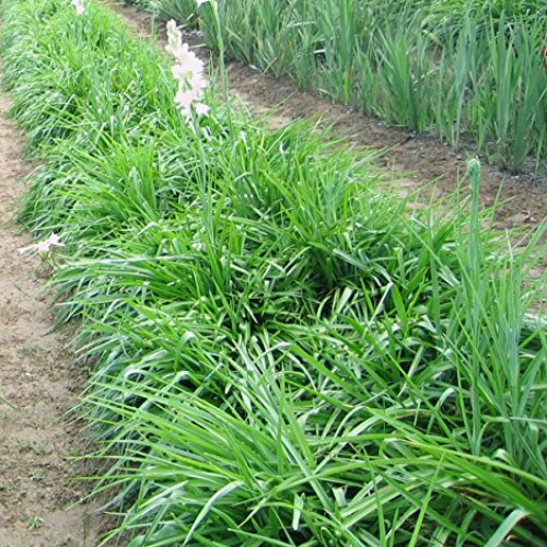 Tuberose Double Pearl 2 Bare Roots Clumps - FRAGRANT - Polianthus