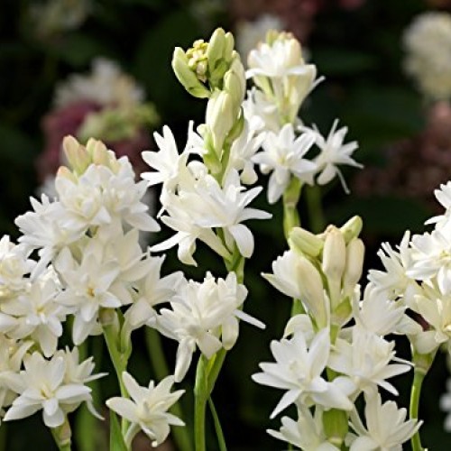 Tuberose Double Pearl 2 Bare Roots Clumps - FRAGRANT - Polianthus