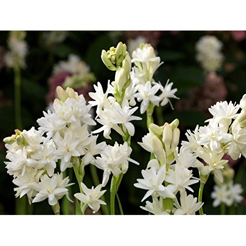 Tuberose Double Pearl 2 Bare Roots Clumps - FRAGRANT - Polianthus