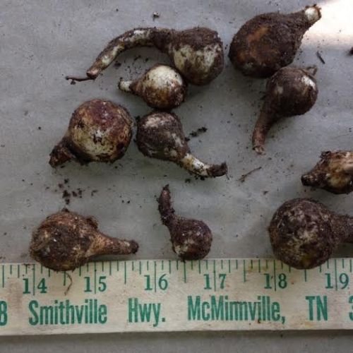 EUN Trademark Wild Daffodil 50 Bulbs Lent Lily,Buttercup