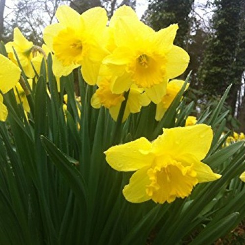 EUN Trademark Wild Daffodil 50 Bulbs Lent Lily,Buttercup