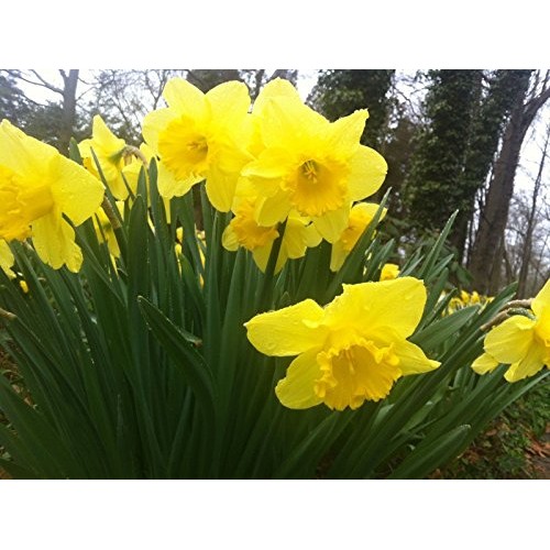 EUN Trademark Wild Daffodil 50 Bulbs Lent Lily,Buttercup