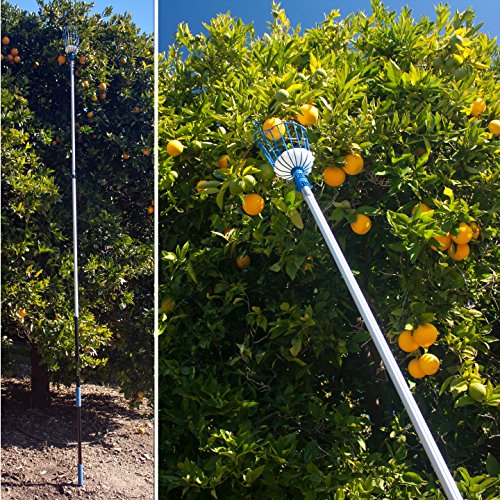 EVERSPROUT 13-Foot Fruit Picker 20+ Foot Reach | Preassembled, E...