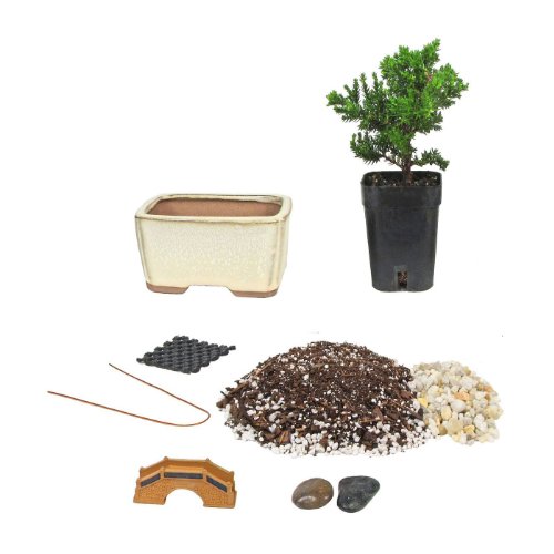 Eves Bonsai Tree Starter Kit, Complete Do-It-Yourself Kit with 2 ...
