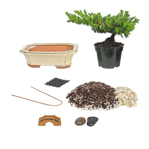 Eves Bonsai Tree Starter Kit, Complete Do-It-Yourself Kit with 6 ...