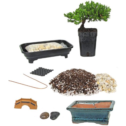 Eves Deluxe Bonsai Tree Starter Kit, Complete Do-It-Yourself Kit ...
