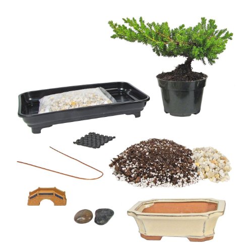 Eves Deluxe Bonsai Tree Starter Kit, Complete Do-It-Yourself Kit ...