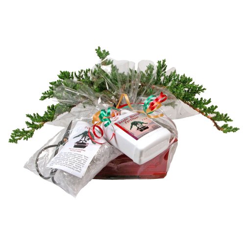 Eves Japanese Juniper Bonsai Tree Gift Kit, 8 Years Old Japanese ...