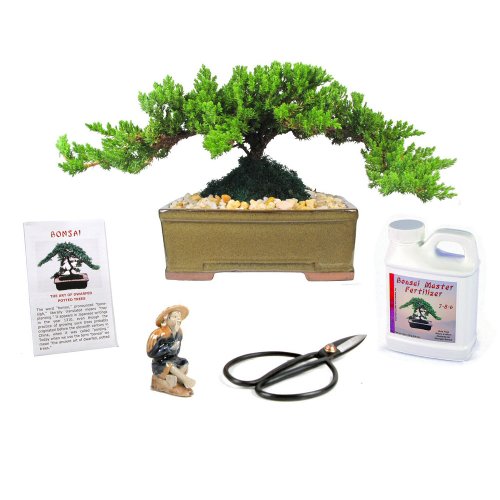 Eves Japanese Juniper Bonsai Tree Gift Kit, 8 Years Old Japanese ...