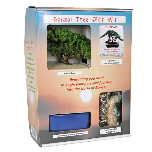 Live Japanese Juniper Tree Bonsai Tree Gift Kit