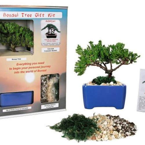 Live Japanese Juniper Tree Bonsai Tree Gift Kit