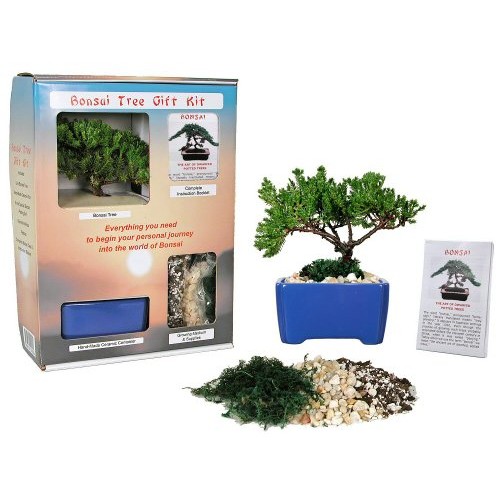 Live Japanese Juniper Tree Bonsai Tree Gift Kit