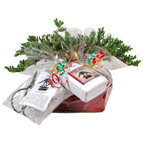 Eves Japanese Juniper Bonsai Tree Gift Kit, 6 Years Old Japanese ...