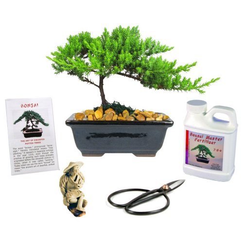 Eves Japanese Juniper Bonsai Tree Gift Kit, 6 Years Old Japanese ...